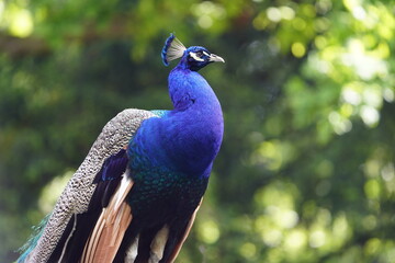 Colorful plumage from Blue Peafowl male (Pavo cristatus) Phasianidae family. Hanover - Burg,...