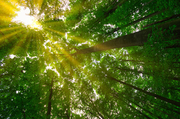 Sonnenstrahlen durch das Blätterdach eines Buchenwaldes im Sommer