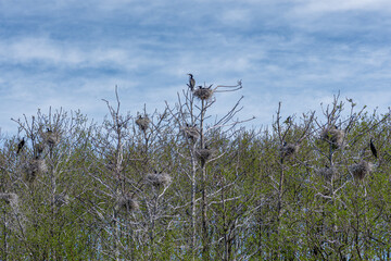 Beautiful huge colony of black cormorants nesting in big nests on tree branches on the coast of the Baltic Sea in spring 