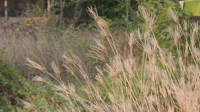 flowers grass in selective point focus with blur background