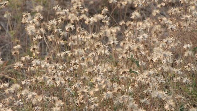 flowers grass in selective point focus with blur background