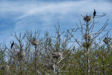 Beautiful huge colony of black cormorants nesting in big nests on tree branches on the coast of the Baltic Sea in spring 