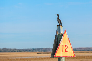 Double-crested Cormorant (Phalacrocorax auritus) on a Channel Marker, St Marys, Georgia
