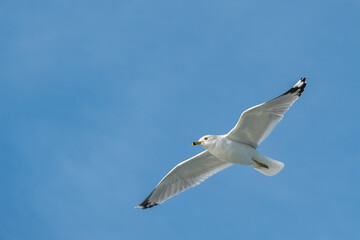 Fototapeta premium Seagull (Larus smithsonianus) at Cumberland Island, Georgia