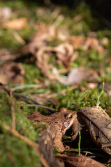 photo small toad sitting on moss