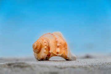 Obraz na płótnie Canvas Pear Whelk (Fulguropsis spirata) on the beach at Cumberland Island, Georgia