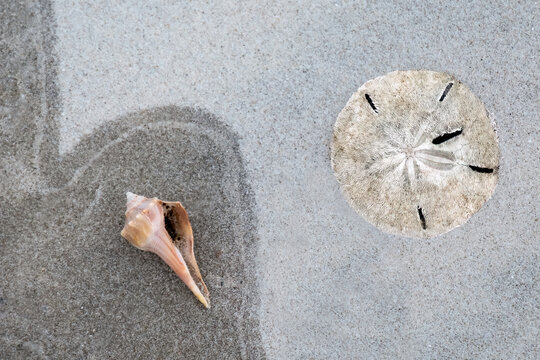 Sand Dollar (Astriclypeus mannii) and Knobbed Whelk Shell (Busycon carica) on the beach at Cumberland Island, Georgia
