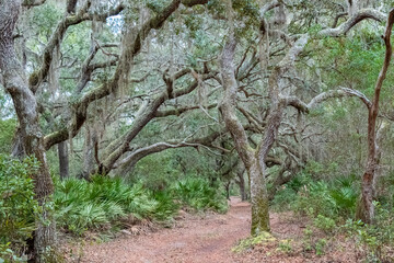 Fototapeta na wymiar Dirt Road Canopied by Live Oaks (Quercus virginiana) on Cumberland Island, Georgia