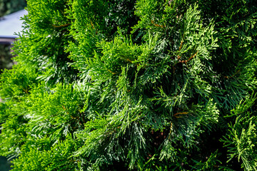 Close-up of green thuja in the park. High quality photo