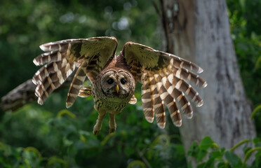 Barred owl in flight in Florida 