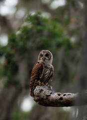 Fototapeta premium A barred owl in a mossy oak tree in Everglades National Park, Florida.