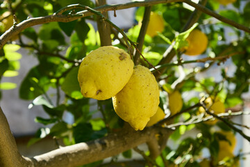 sorreneto lemons on tree