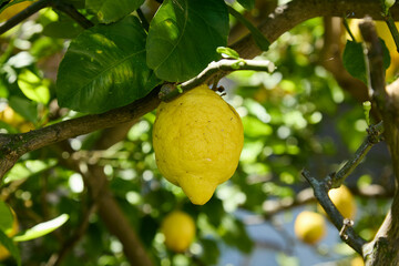 natural Sorrento lemon on tree