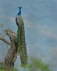 Fototapeta premium Birds and animals