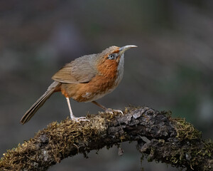 Birds and animals