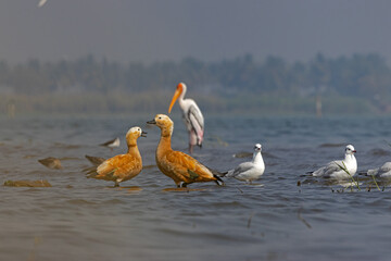 Birds and animals