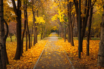 Empty walking alley without people in autumn park with fallen yellow leaves.