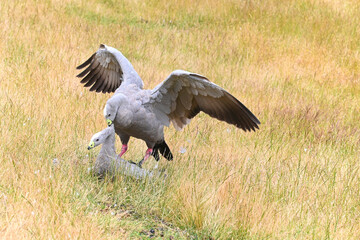White and gray swans dancing mating dance