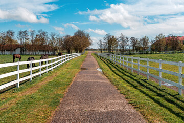 White wooden horse paddock fence on equestrian farm. Group of animals grazing on fresh spring grass.