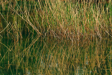Reed grass and sedge in pond with reflection