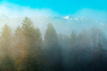 Beautiful scenic landscape of Triglav national park in Slovenia, tall evergreen pine trees in woodland enveloped by morning fog