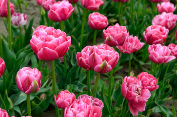 Fototapeta premium Field of pink tulips