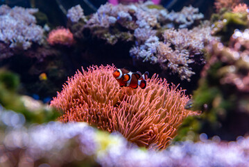 Naklejka na ściany i meble A clownfish, also known as anemonefish, is a small and colorful fish.