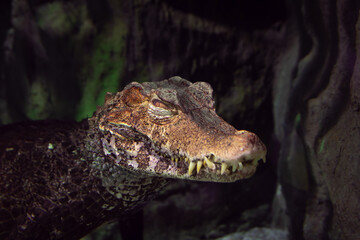 Obraz premium Dangerous animal in a dark place hidding and looking looking for her next victim. this crocodile preparing to attack.