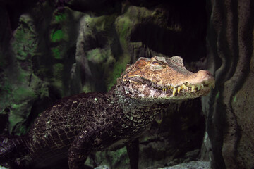 Dangerous animal in a dark place hidding and looking looking for her next victim. this crocodile preparing to attack.