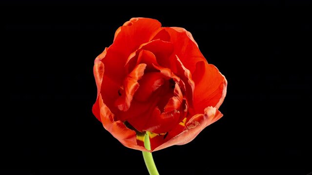 Timelapse of red tulip flower blooming on black background, time lapse, closeup. Wedding background, Valentine's day concept. Mother's Day, Holiday, Love, Birthday