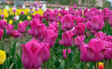 Field of pink tulips