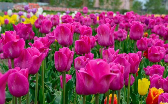 Field Of Pink Tulips