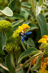 Abeille charpentière (Xylocopa violacea) butinant une fleur de sauge de Jérusalem (Phlomis)
