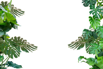 Fototapeta premium Green leaves Plant isolated 