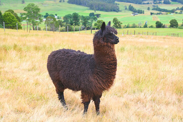 Black and spotted llama in Australia, Tasmania © Людмила Липей