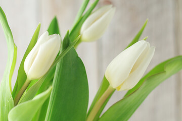 White tulips on the white background