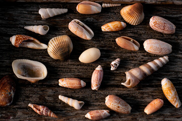 Shellfish on an old wooden table