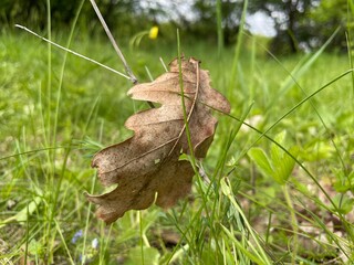 Oak leaf on the grass. Leaves on the grass. big leaf