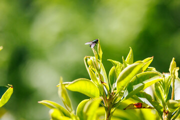 Green Fly resting on plant