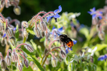 Bourdon des pierres butinant une fleur de bourrache
