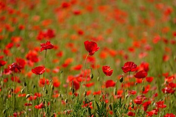 Blooming poppy field. Detailed photo of red poppies with blurry background. Gargano, Italy, Europe. 