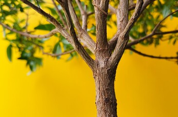 Green tree on a yellow background. Background tree. indoor tree
