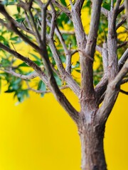 Green tree on a yellow background. Background tree. indoor tree