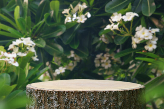 Wood podium tabletop floor outdoor blurred white frangipani flowers background.Natural beauty cosmetic or spa aromatherapy product mock up present pedestal stand display, spring and summer concept.
