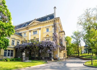 Fototapeta premium wisteria that decorates an old house in Sofia, Bulgaria