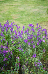 Naklejka premium Willowleaf angelon flowers bed in green grass background