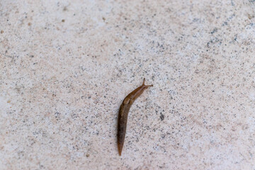 タイルの上を這うナメクジ