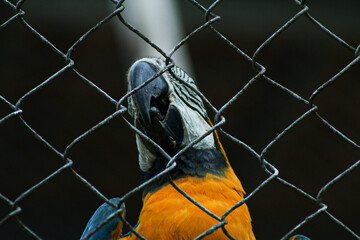 Beautiful Yellow & Blue Parrot. Beautiful Background of Scarlet and Blue Gold Macaws in Zoo. CIGS Zoo in Manaus, Amazonia.