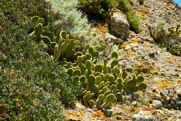 Cactus Opuntia microdasys (Bunny Ears) in a sardinian coast