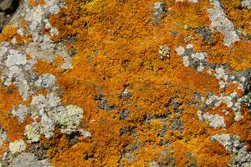 Crustose lichens on Sardinian rock